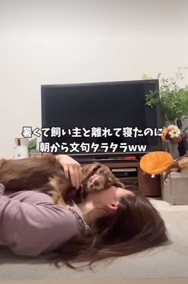 顔の上に乗る犬