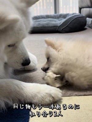わざと負けてあげる兄