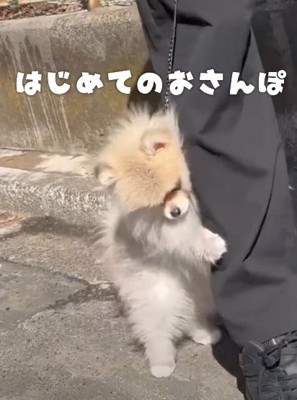 初めてのお散歩