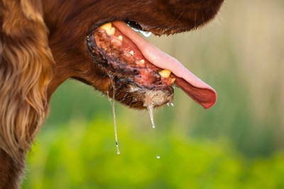 よだれが垂れる犬の口元