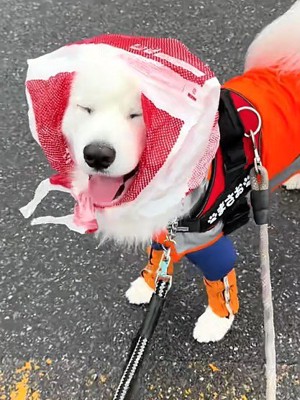 似合いすぎる姿にほっこり