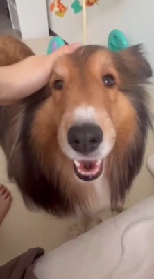 女性に頭を撫でられて笑顔になる犬