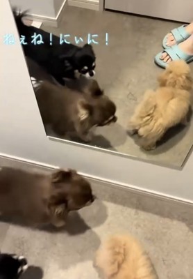 二匹のチワワと子犬