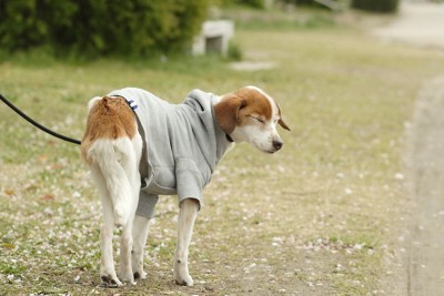 目を閉じる犬