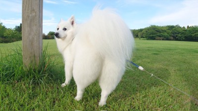 後ろ姿