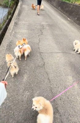 8匹全員を連れた散歩の光景