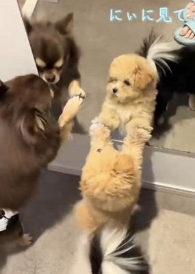 子犬を見守るチワワ