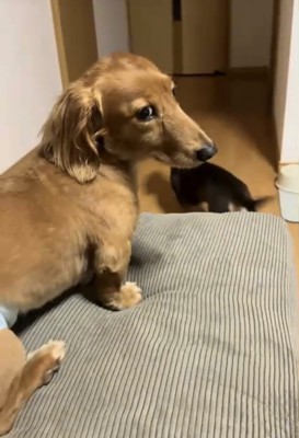 目をそらす犬