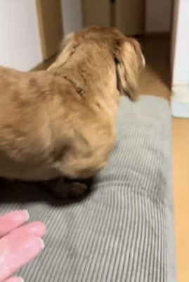 後ろを向く犬