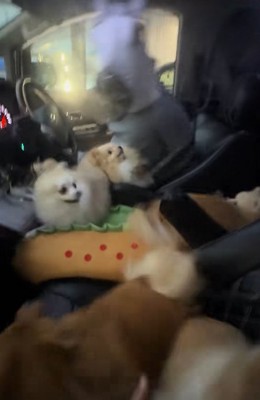 驚く小型犬たち