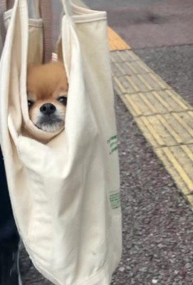 トートバッグの中にイン♪