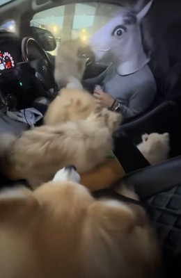 動けず固まっている小型犬