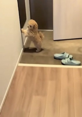 玄関にいる犬