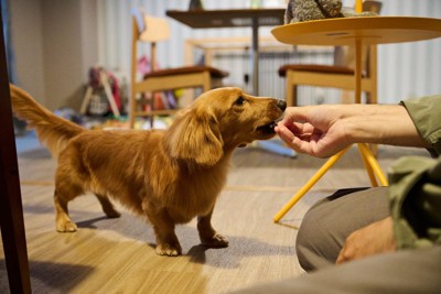 おやつをもらうダックス