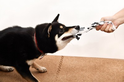 壊れたおもちゃを引っ張る犬