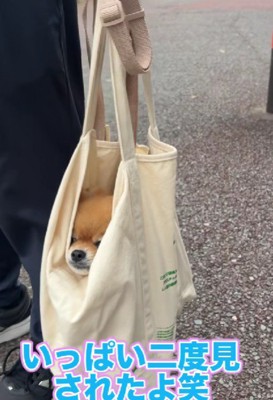 思わず二度見する可愛さ