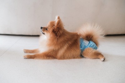 おむつをする犬