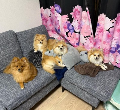 ソファーを占領する小型犬たち