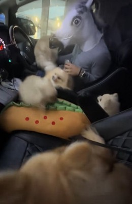 飼い主の元へ避難した小型犬たち