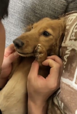 寝転がった犬