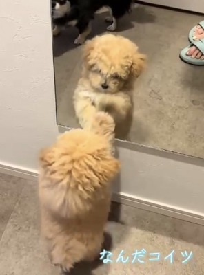 鏡の中の犬を睨む犬