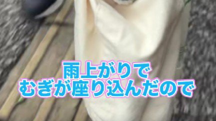 歩かなくなった犬を…