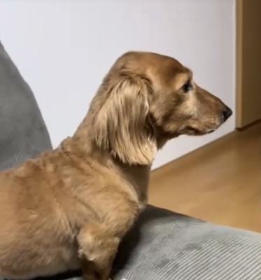 知らないふりをする犬