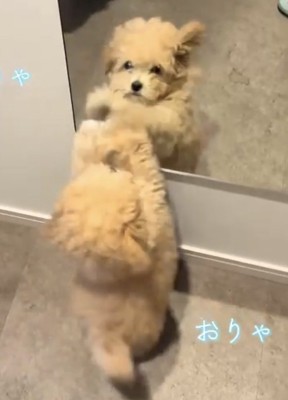 鏡をひっかく犬