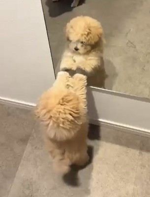 鏡を見つめる犬