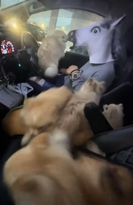 外を眺める小型犬