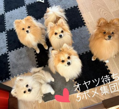 おやつを待つ小型犬たち