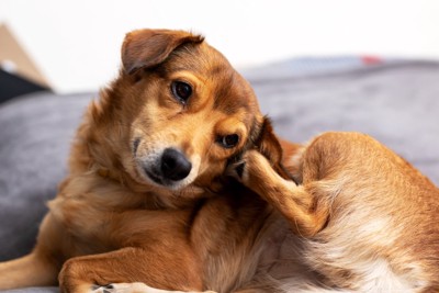 ソワソワする犬