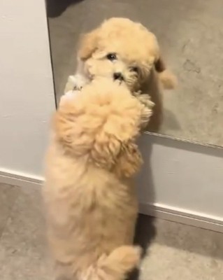 鏡に噛みつく犬