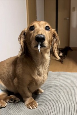 鼻にティッシュが付いた犬