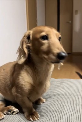 動揺する犬