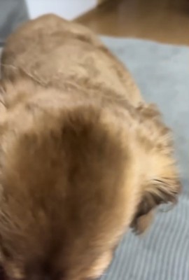 こちらに向かってくる犬