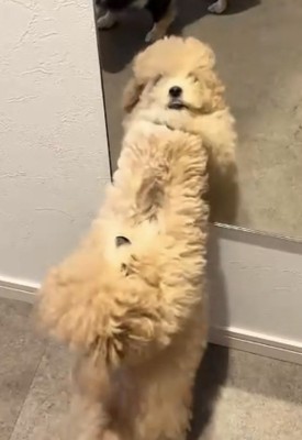 鏡にパンチする犬