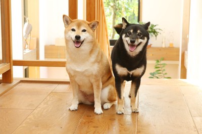 笑う2頭の柴犬