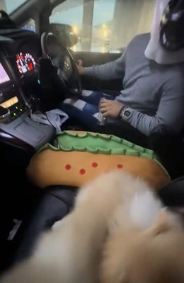 飼い主の元へ逃げる小型犬たち