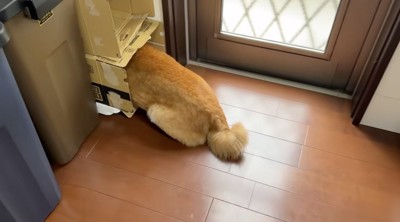 ダンボールからお尻が出ている犬