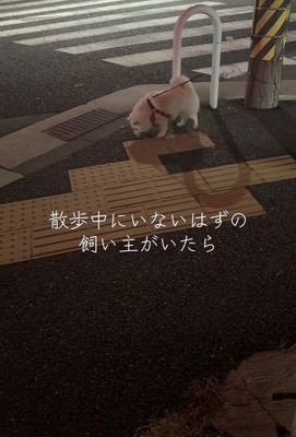 飼い主さんに気付いていません