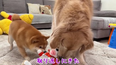 2匹の攻防戦が開始