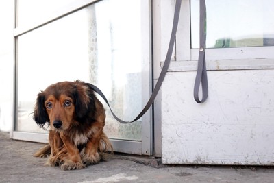 女性にキスされている犬