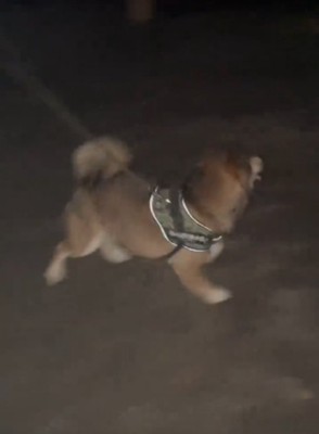 走る犬
