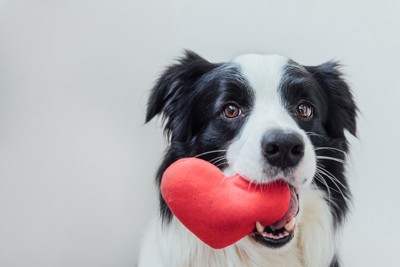 ハート型のおもちゃをくわえる犬