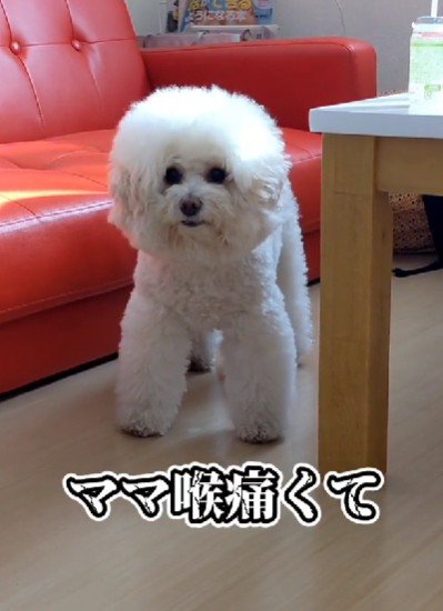 真剣に耳を傾けるぷぷちゃん