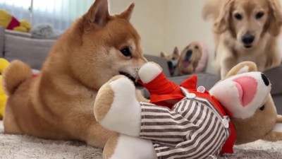 おからちゃんが立ち上がった！！