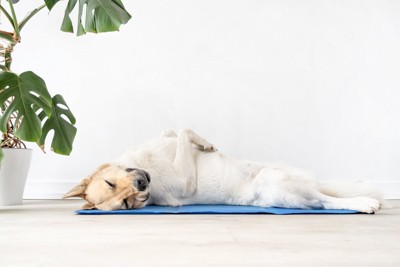 クールマットに寝転ぶ犬