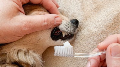 犬の歯磨きイメージ