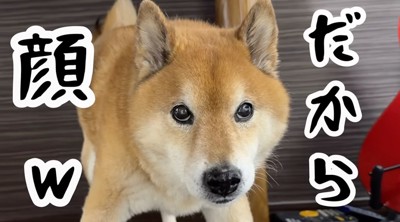女性と男性を見て身構える犬
